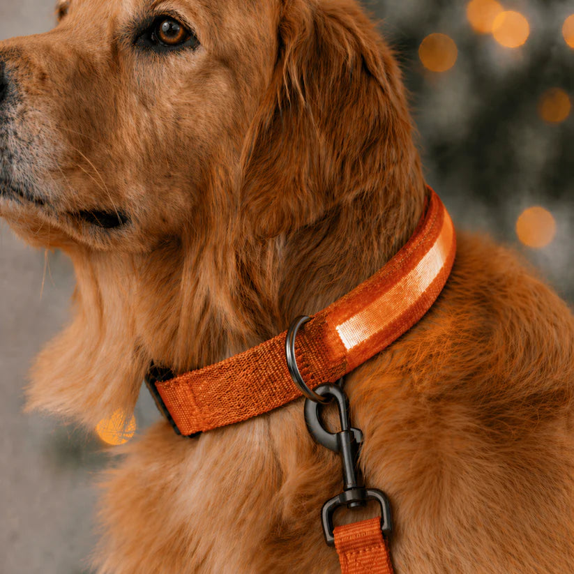 LED Dog Collar - Glow in the Dark