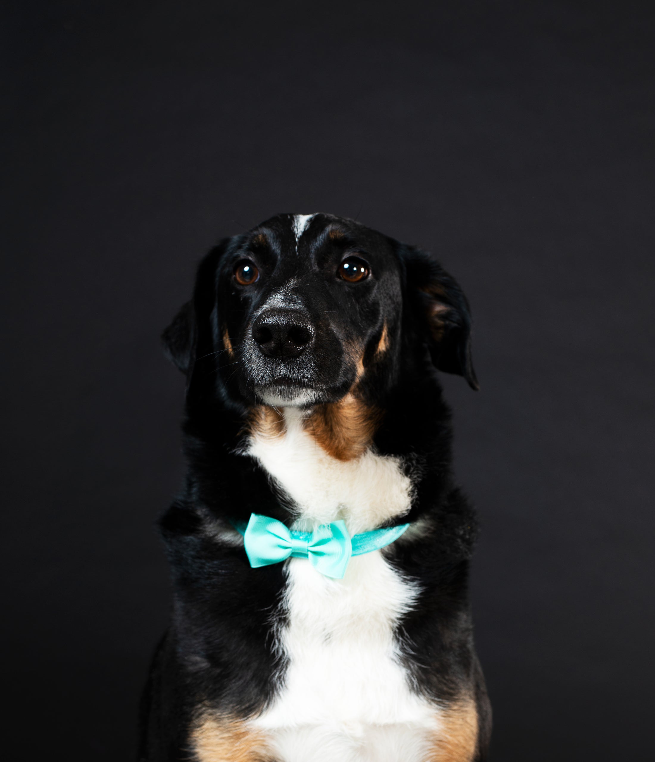 Welcome to PawfectVerseWhere Happy Pets Live Better Lives